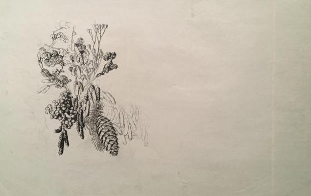 Ванеев Петр Иванович. Шишки на ветке Ванеев Петр Иванович. Шишки на ветке