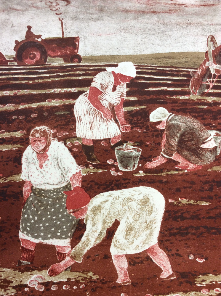 Калинычева Клара Ивановна. Уборка картофеля. Совхоз Курсаковский Калинычева Клара Ивановна. Уборка картофеля. Совхоз Курсаковский
