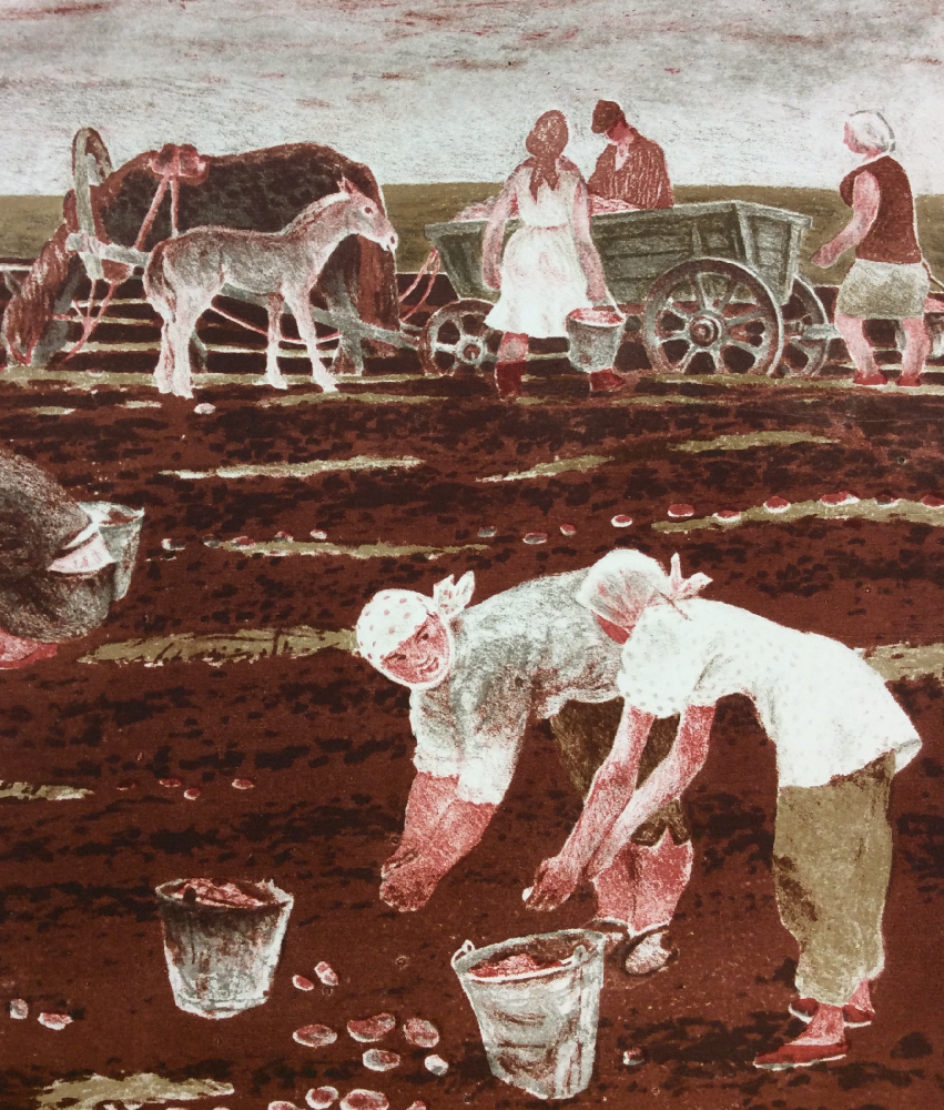 Калинычева Клара Ивановна. Уборка картофеля. Совхоз Курсаковский Калинычева Клара Ивановна. Уборка картофеля. Совхоз Курсаковский