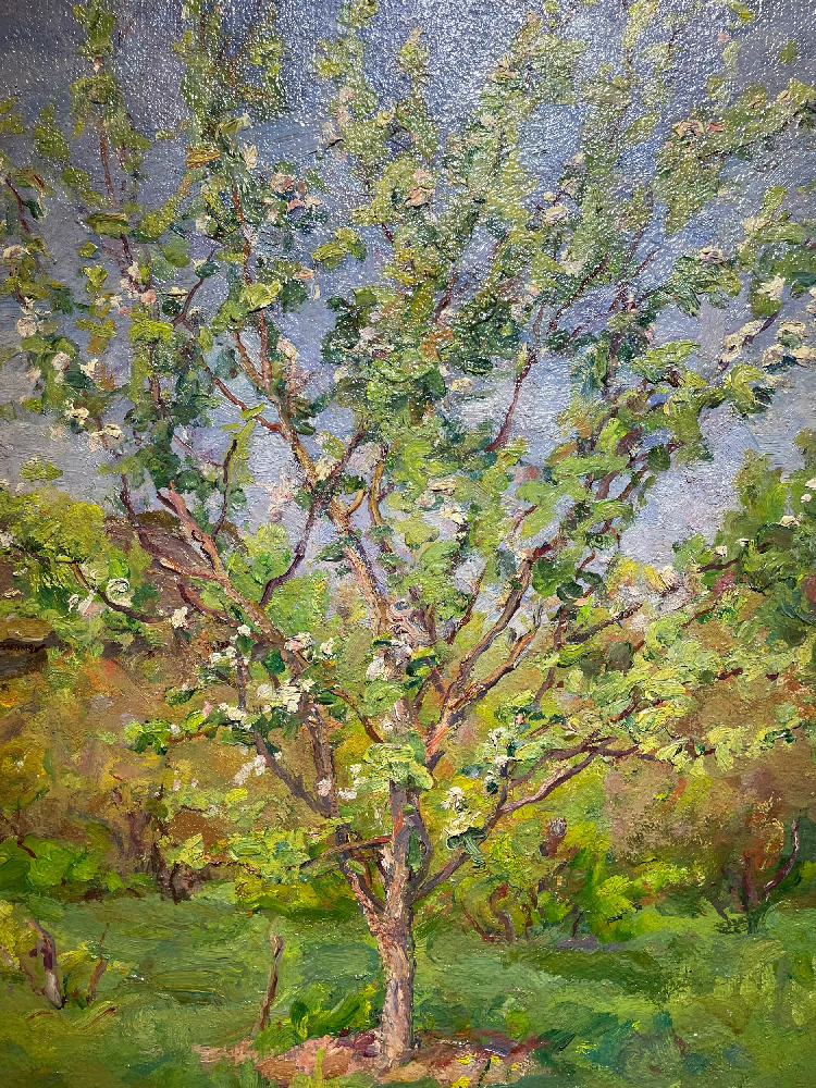 Кончаловский Михаил Петрович. Цветущая яблоня
