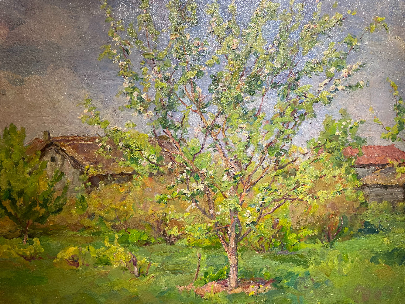 Кончаловский Михаил Петрович. Цветущая яблоня